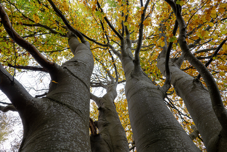 Herfstbeuk