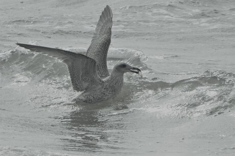 Seagull catches clam