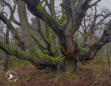 Monumentale eiken in de AWD