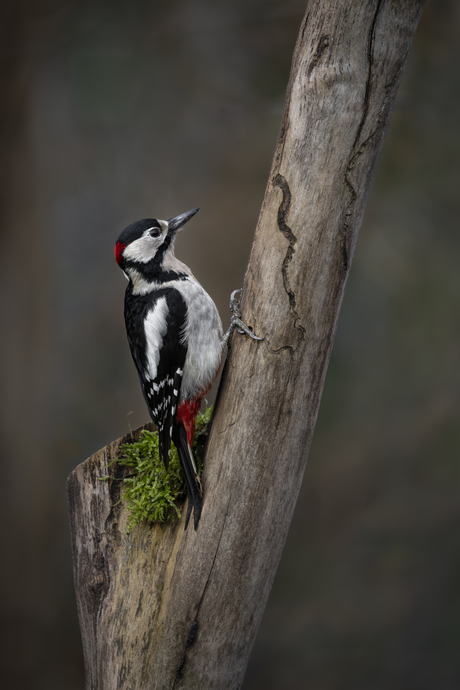 Woody Woodpecker
