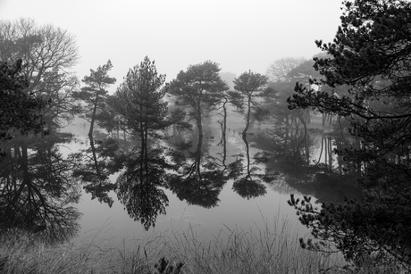 Wandeling in de mist.
