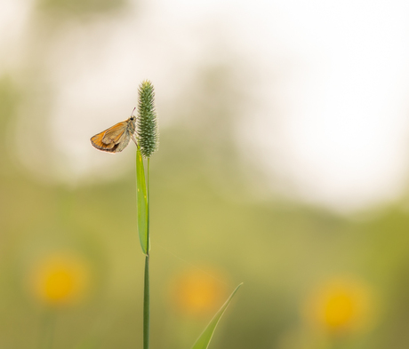 Vlinder in de avondzon