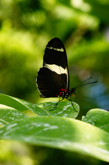 Heliconus Sara