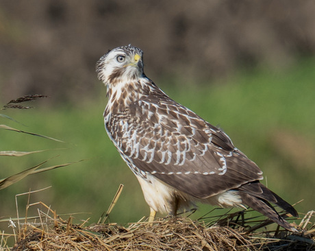 Jonge Buizerd 