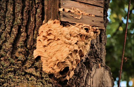 Europese Hoornaarnest