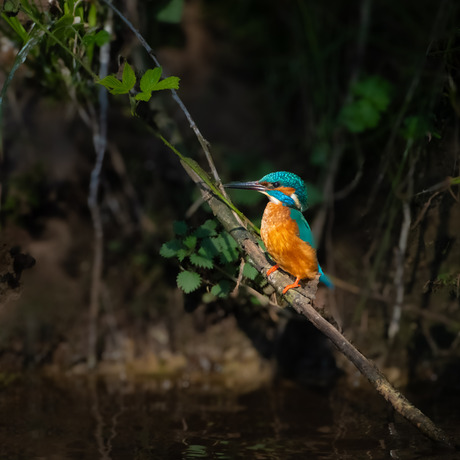 IJsvogel