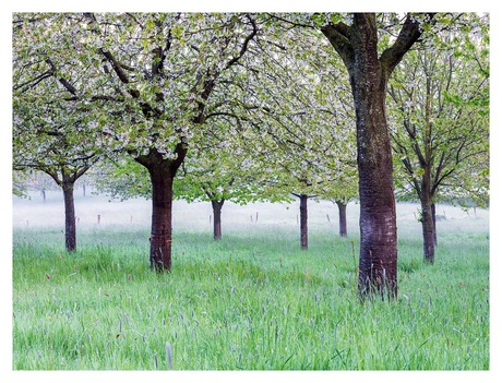 Boomgaard in de dauw 