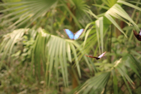 Blauwe Morpho Vlinder