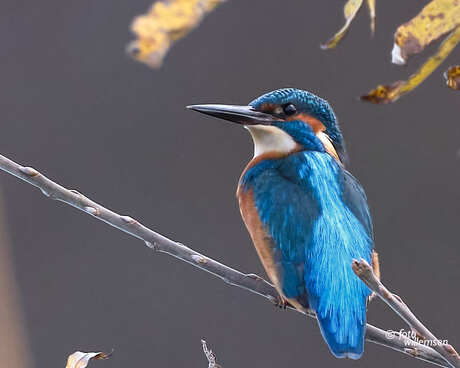 IJsvogel op de uitkijk