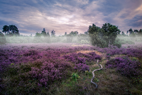 Heide landschap