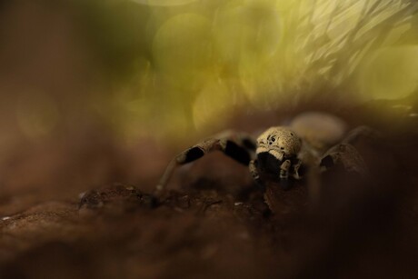 out of the darkness he came