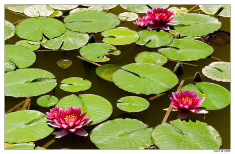 Belgian Waterlily