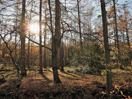 Zon schijnt door de bomen