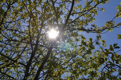 zie de zon schijnt door de bomen.JPG