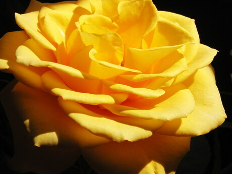 Yellow rose