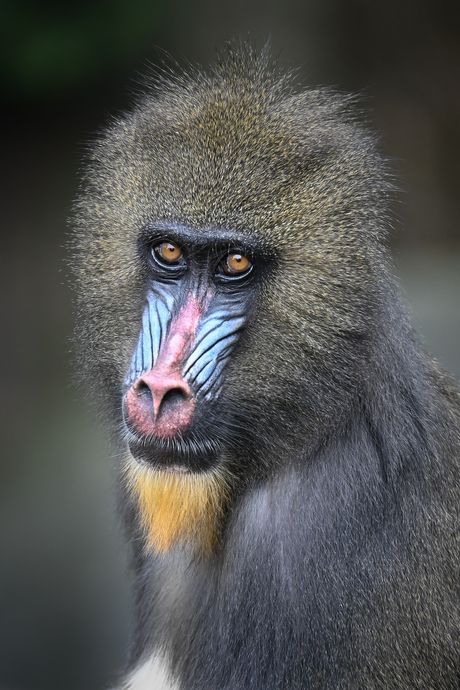 Mandril