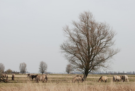 Konik paarden