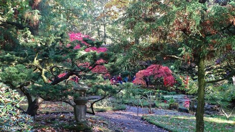 Clingendael, JapanseTuin_herfst_4