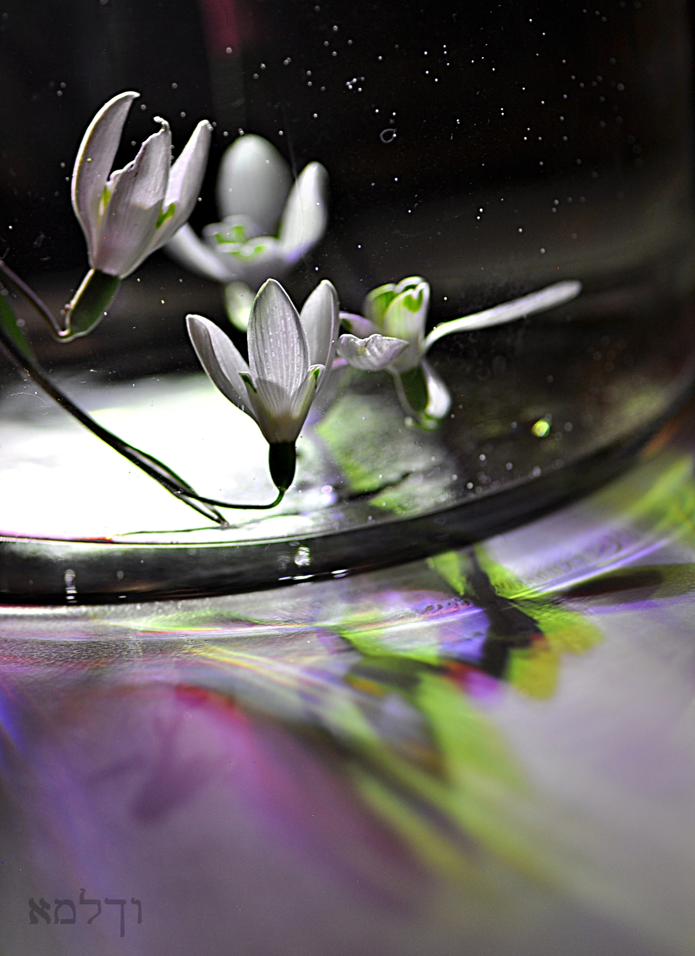 Snowdrops down under and up-side-down...... - Weer een experimentje, nu met sneeuwklokjes onder water.....
 - foto door just4fun op 08-02-2025 - locatie: Bruinisse, Nederland - deze foto bevat: sneeuwklokjes, water, ondersteboven, kleurtjes, nikon corporation, nikon d90, iso 200, diafragma ƒ/4, sluitertijd 1/10s, brandpuntafstand 100mm, bloem, bloemblaadje, van dichtbij, reflectie, macrofotografie, plantenstengel, kruidachtige plant, steeltje, stilleven fotografie, lelies