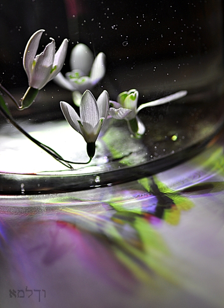 Snowdrops down under and up-side-down...... - Weer een experimentje, nu met sneeuwklokjes onder water.....
 - foto door just4fun op 08-02-2025 - locatie: Bruinisse, Nederland - deze foto bevat: sneeuwklokjes, water, ondersteboven, kleurtjes, nikon corporation, nikon d90, iso 200, diafragma ƒ/4, sluitertijd 1/10s, brandpuntafstand 100mm, bloem, bloemblaadje, van dichtbij, reflectie, macrofotografie, plantenstengel, kruidachtige plant, steeltje, stilleven fotografie, lelies