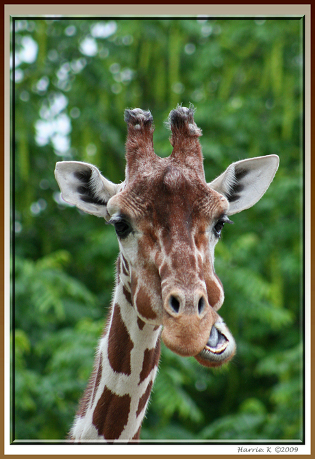 Giraffe Blijdorp