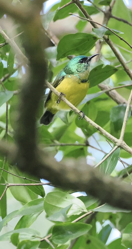 Halsbandhoningzuiger