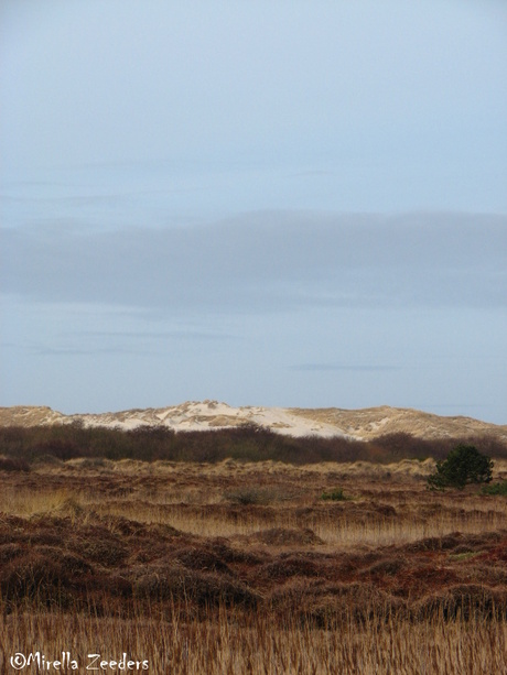 Terschelling dunes