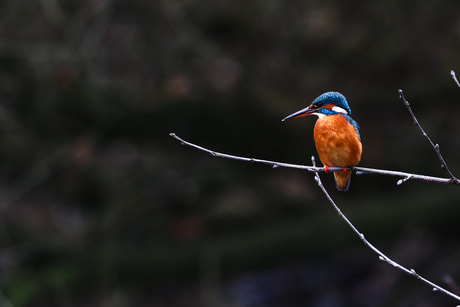 Kingfisher