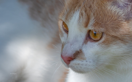 Galileo, onze nieuwe huisvriend