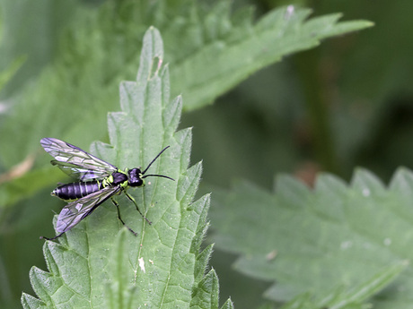 Bladwesp T.mesomela.