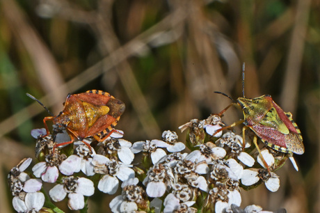 Knoopkruidschildwantsen.