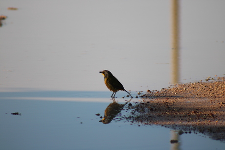 Reflectie van vogeltje