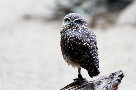 O Owl