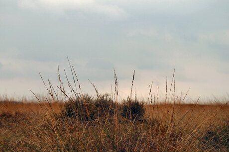 Veluwe