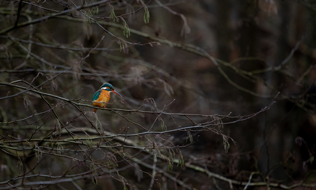 Ijsvogel