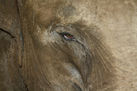 Olifanten-oog