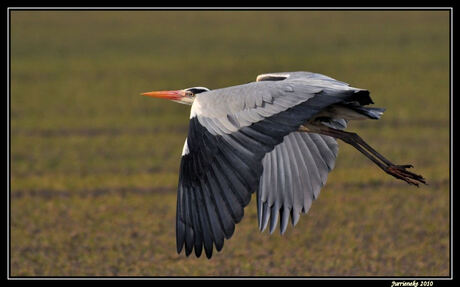 blauwe reiger in de vlucht