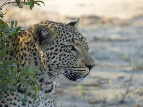 Luipaard in het Sabi sands park (Zuid Afrika)