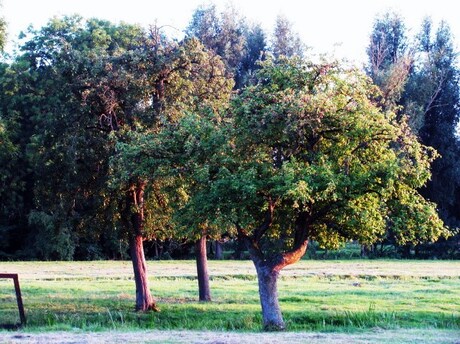 Bomen in de avondzon