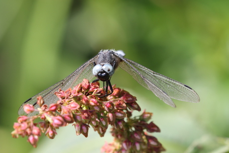 Libelle bij Naardermeer