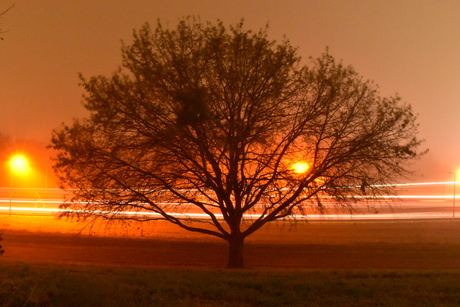 Boom silhouet in de lichte mist