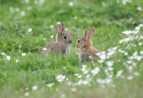 Samen de lente in