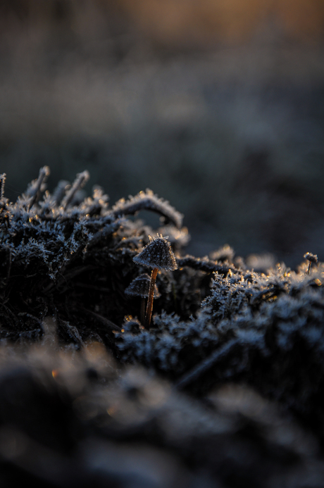 Frozen mushroom