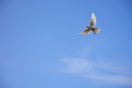 Witte duif in volle vlucht