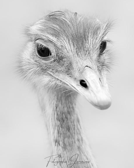Close-up portret van een Darwins nandoe
