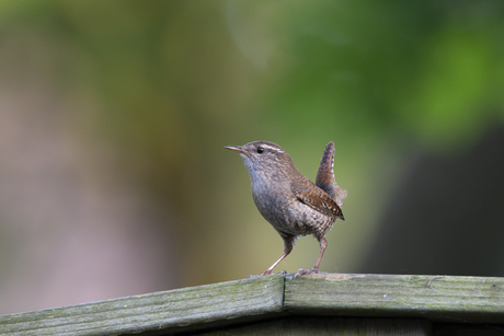 Winterkoninkje (Troglodytes troglodytes)