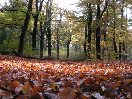 herfstbos bij Austerlitz