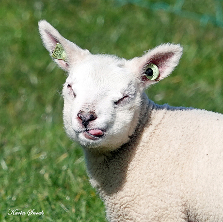 "Moet niet gekker worden..."