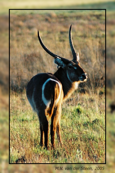 Antilope