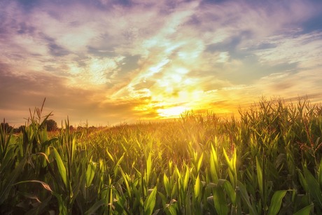 Light on the cornfield